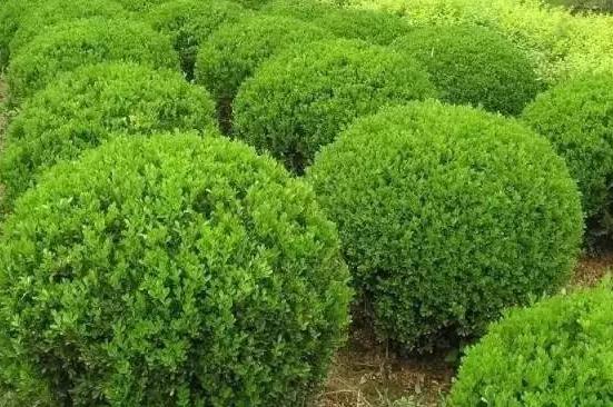 喬、灌木類植物的養(yǎng)護(hù)要點(diǎn)，看看凱蒂分享的這6點(diǎn)！