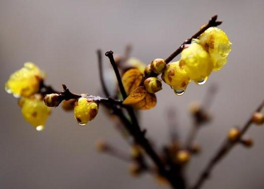 這5種樹木種植在別墅花園中別有一番風(fēng)雅！