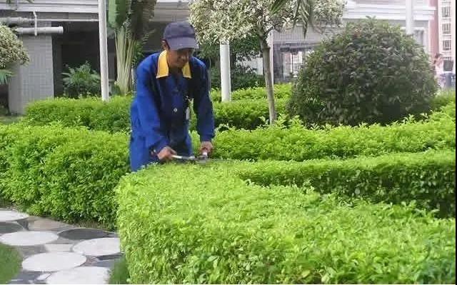 園林綠化工程施工常見(jiàn)誤區(qū)，您中招了嗎?