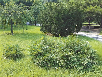北京植物園花境中的觀賞草魅力究竟在哪里？