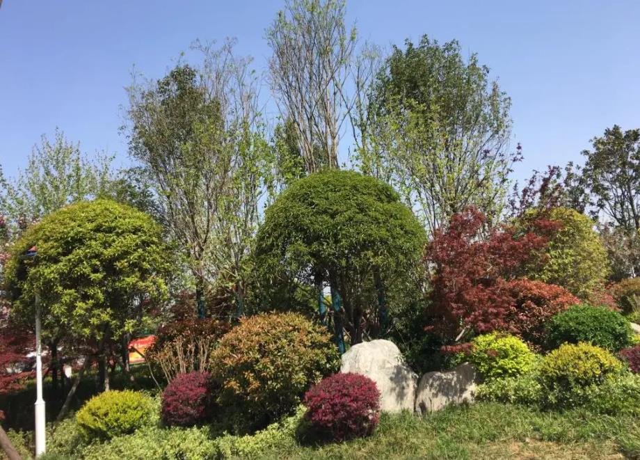 春季氣溫開始回升，襄陽園林綠化公司做好這些養(yǎng)護(hù)舉措，苗木來年存活好，長枝快