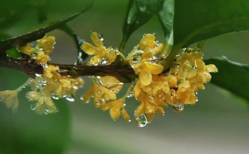 春季桂花移栽修剪有訣竅，襄陽園林綠化公司親傳經(jīng)驗(yàn)，來年花多枝密長勢好
