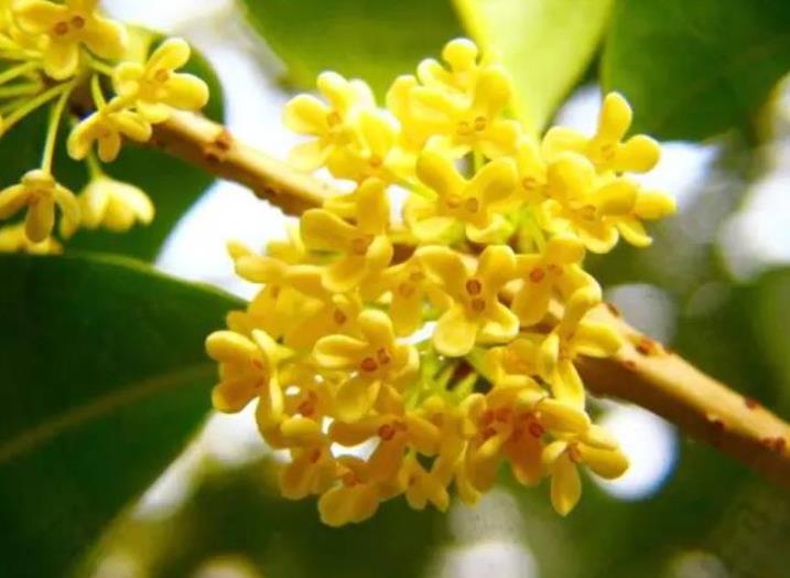 園林綠化zui愛(ài)的10種“花香之樹(shù)”！