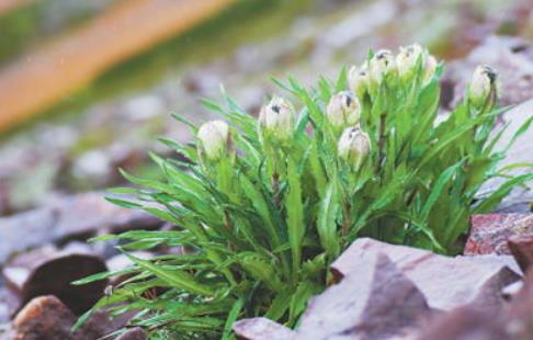 冰天雪地，為何也有植物開花？